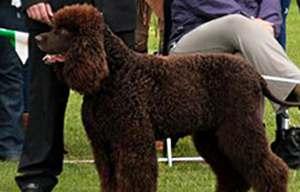 Native Irish Breed , The Irish Kennel Club