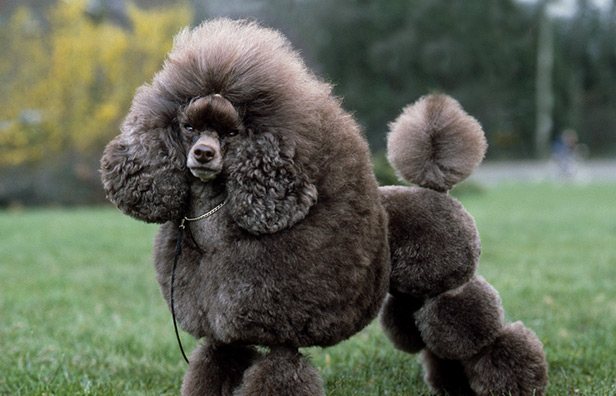 done deal toy poodle