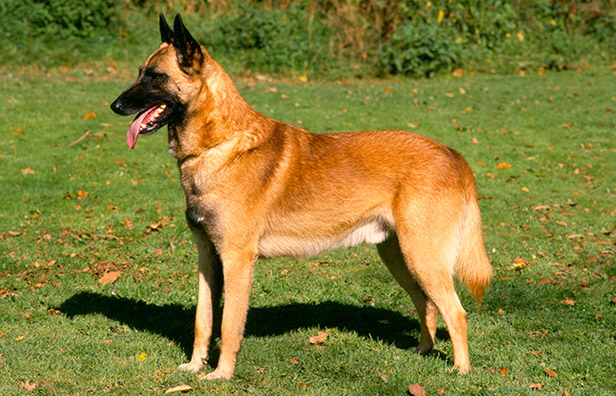 malinois shepherd