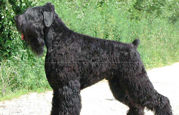 black and grey terrier