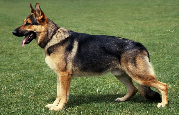 non pedigree german shepherd