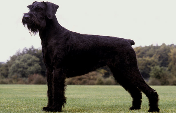 irish kennel club miniature schnauzer