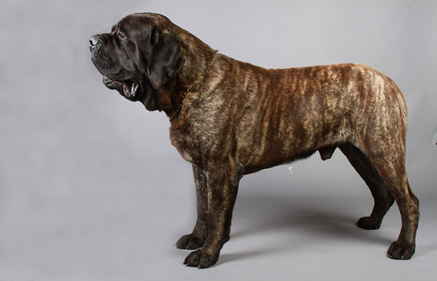 Neapolitan Mastiff Ireland 2025