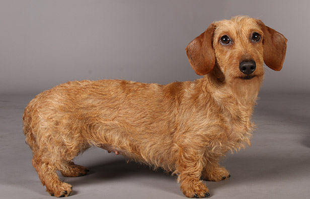 Champdogs Miniature Wire Haired Dachshund 2024 jacksonvillechristianacademy