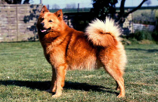 nordic spitz dog