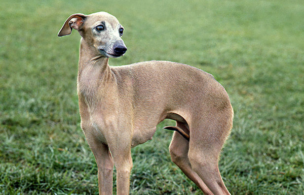 irish greyhound for sale