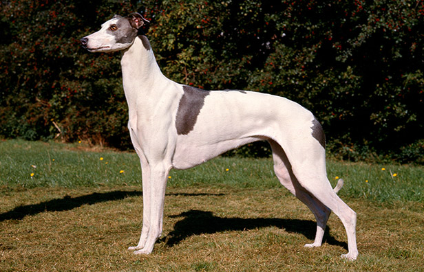 irish greyhound dog