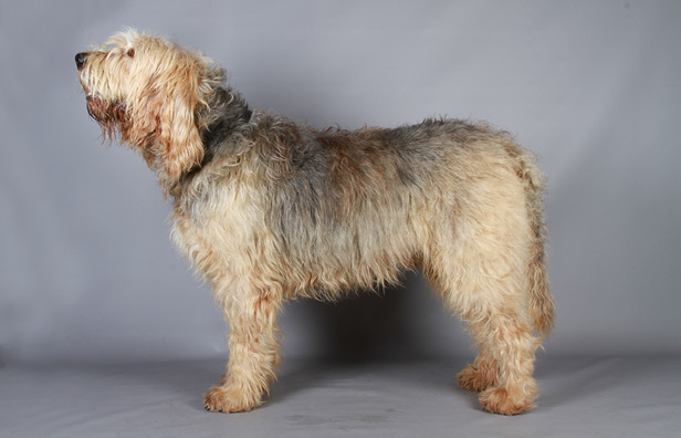 irish otterhound