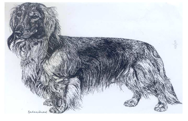 Breed Details The Irish Kennel Club