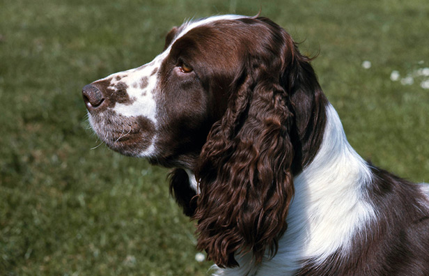 Breed Details - The Irish Kennel Club