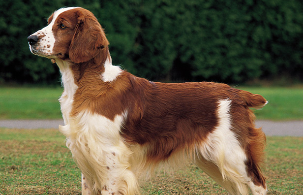 queensland heeler rescue near me