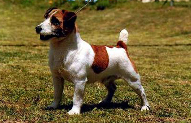 jack russell terrier origin