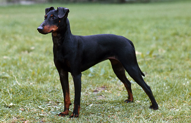 manchester terrier for sale