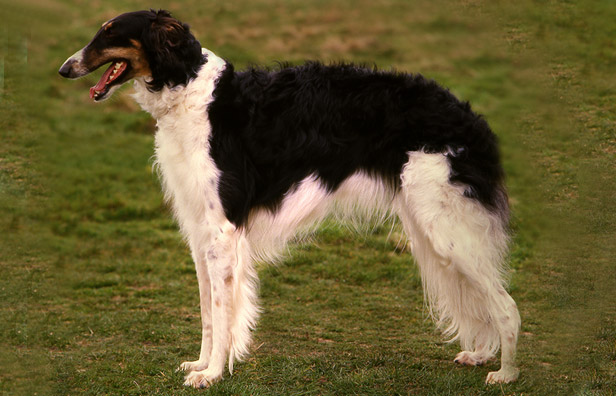 Breed Details The Irish Kennel Club