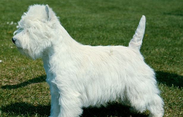 west highland white terrier kennel