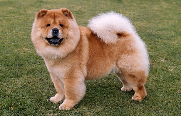 smooth coat chow chow breeders