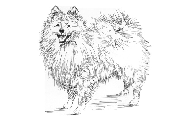 irish spitz